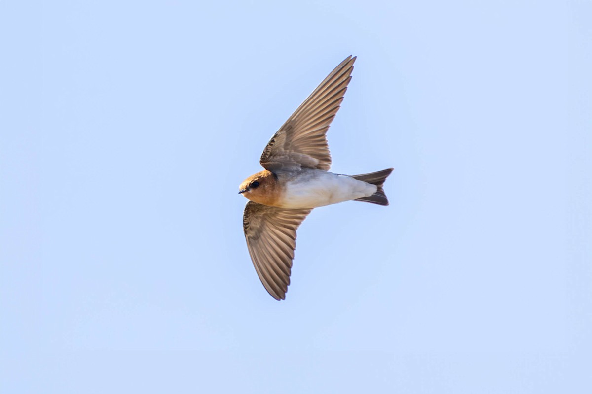 Golondrina Cabecicastaña - ML620570977