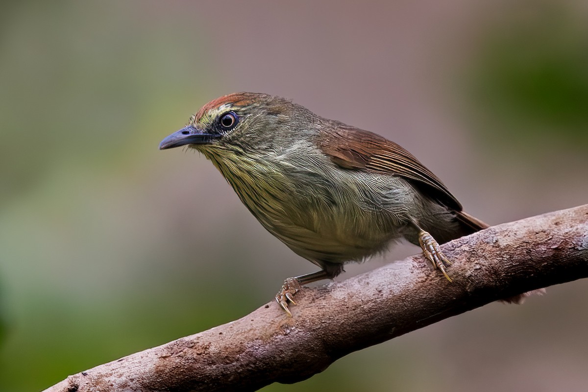 Pin-striped Tit-Babbler - ML620570982