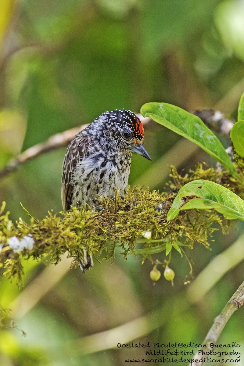 Ocellated Piculet - ML620570988