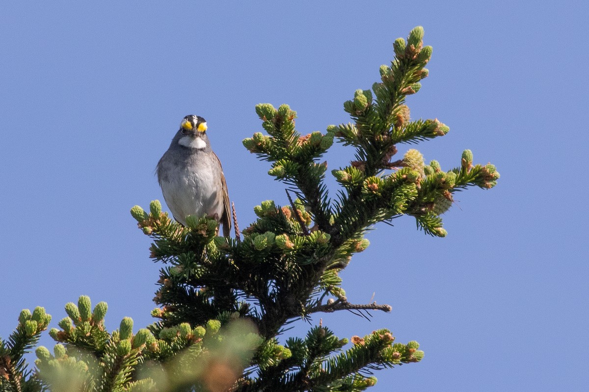 White-throated Sparrow - ML620571009