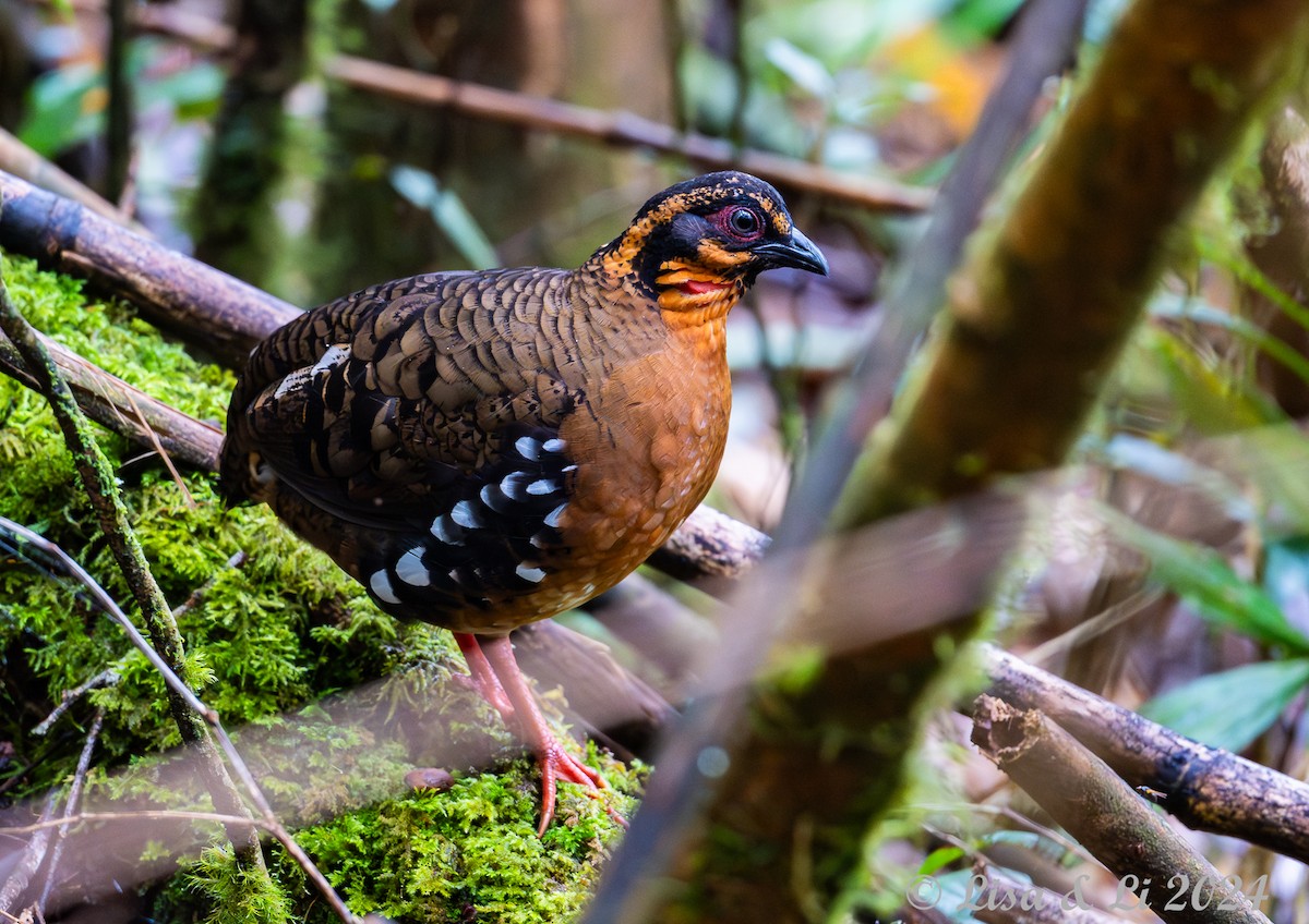 Red-breasted Partridge - ML620571036