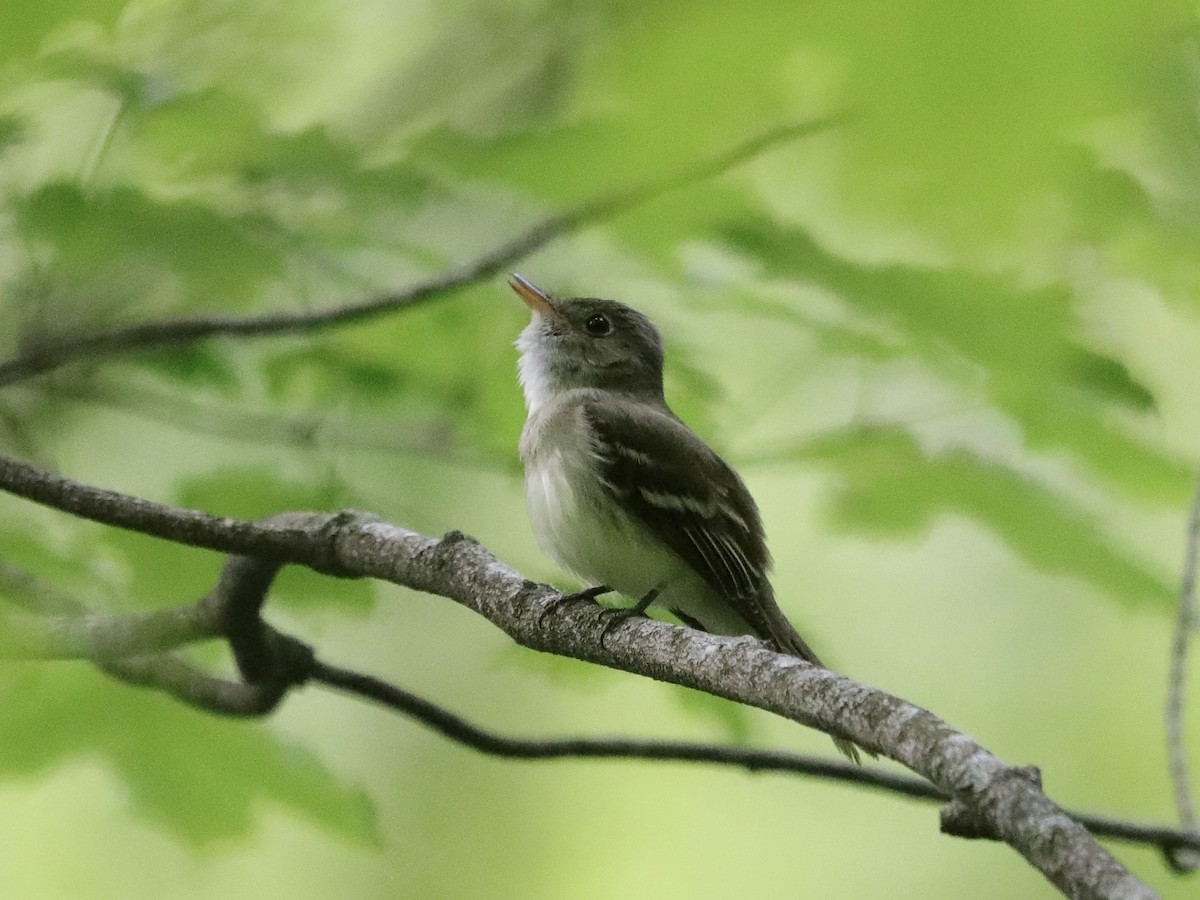 Acadian Flycatcher - ML620571038