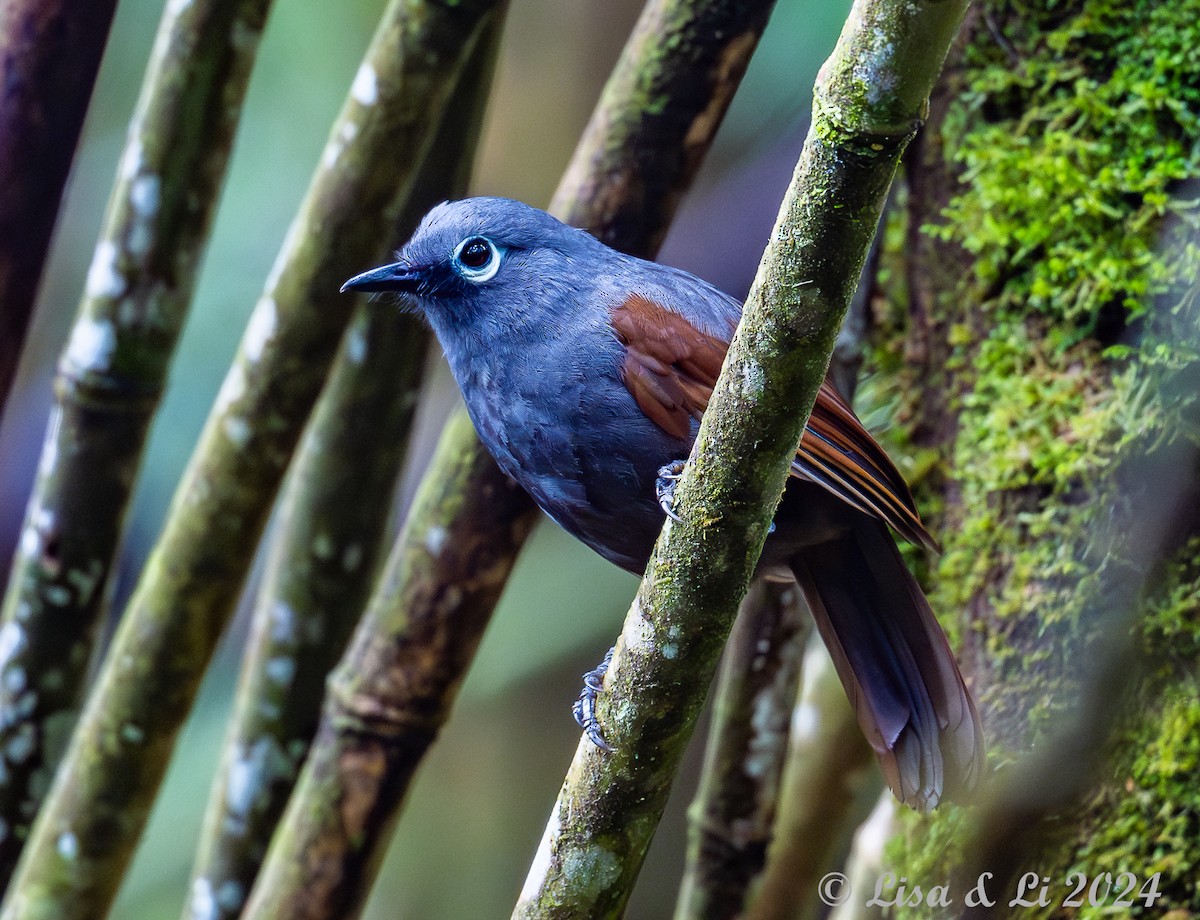 Sunda Laughingthrush - ML620571051