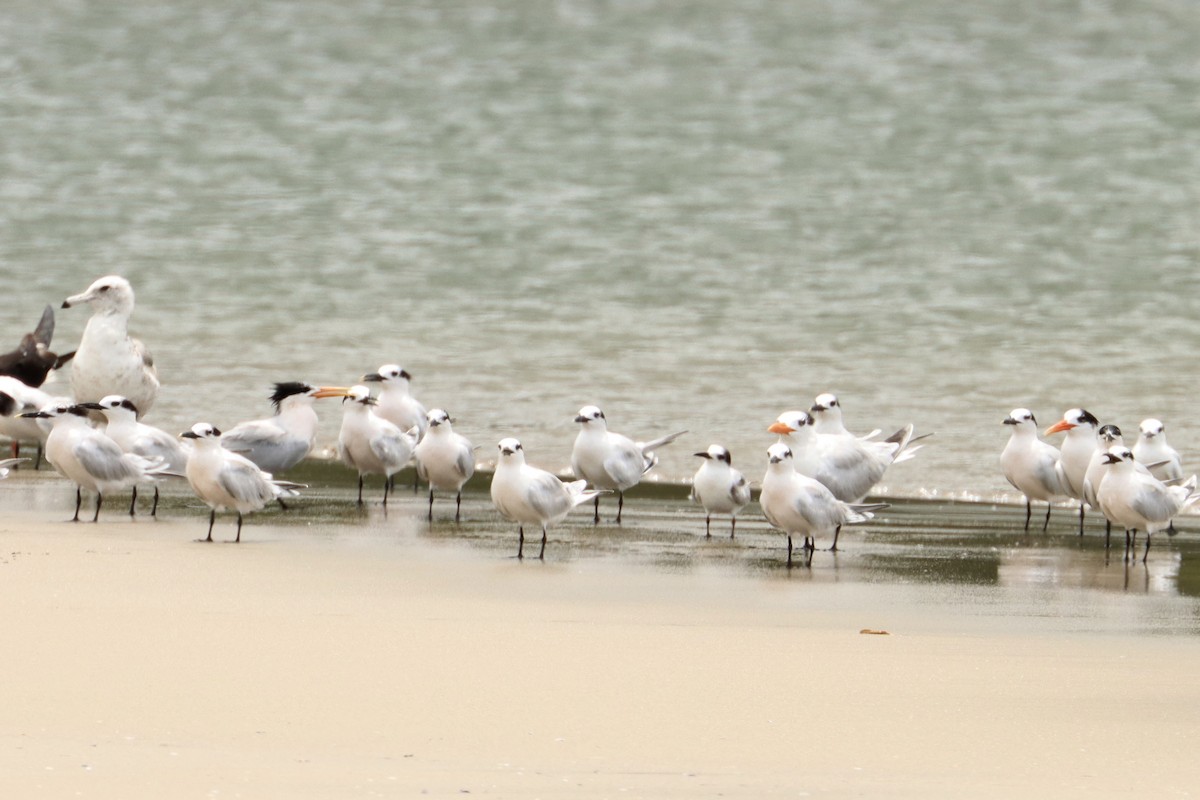 Elegant Tern - ML620571063