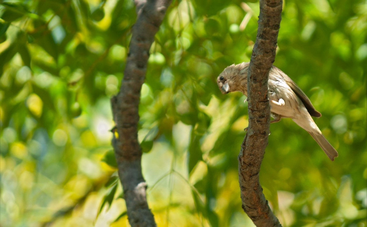 Saffron Finch - ML620571065