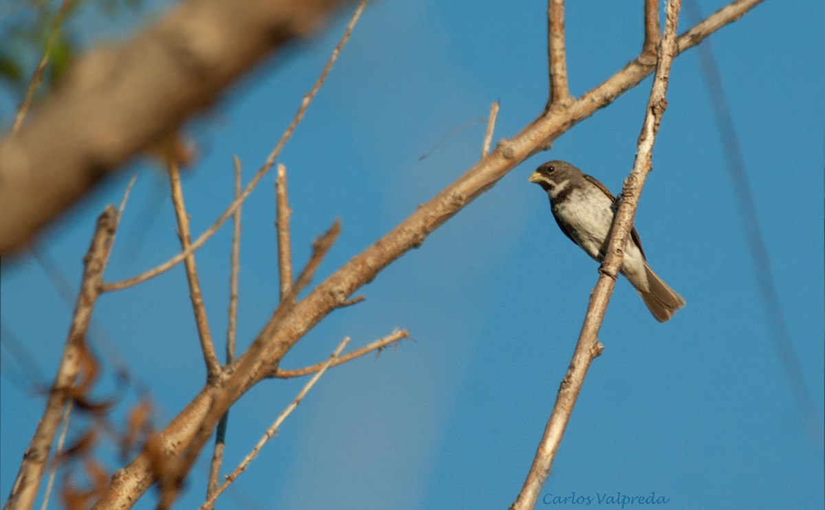 Double-collared Seedeater - ML620571071