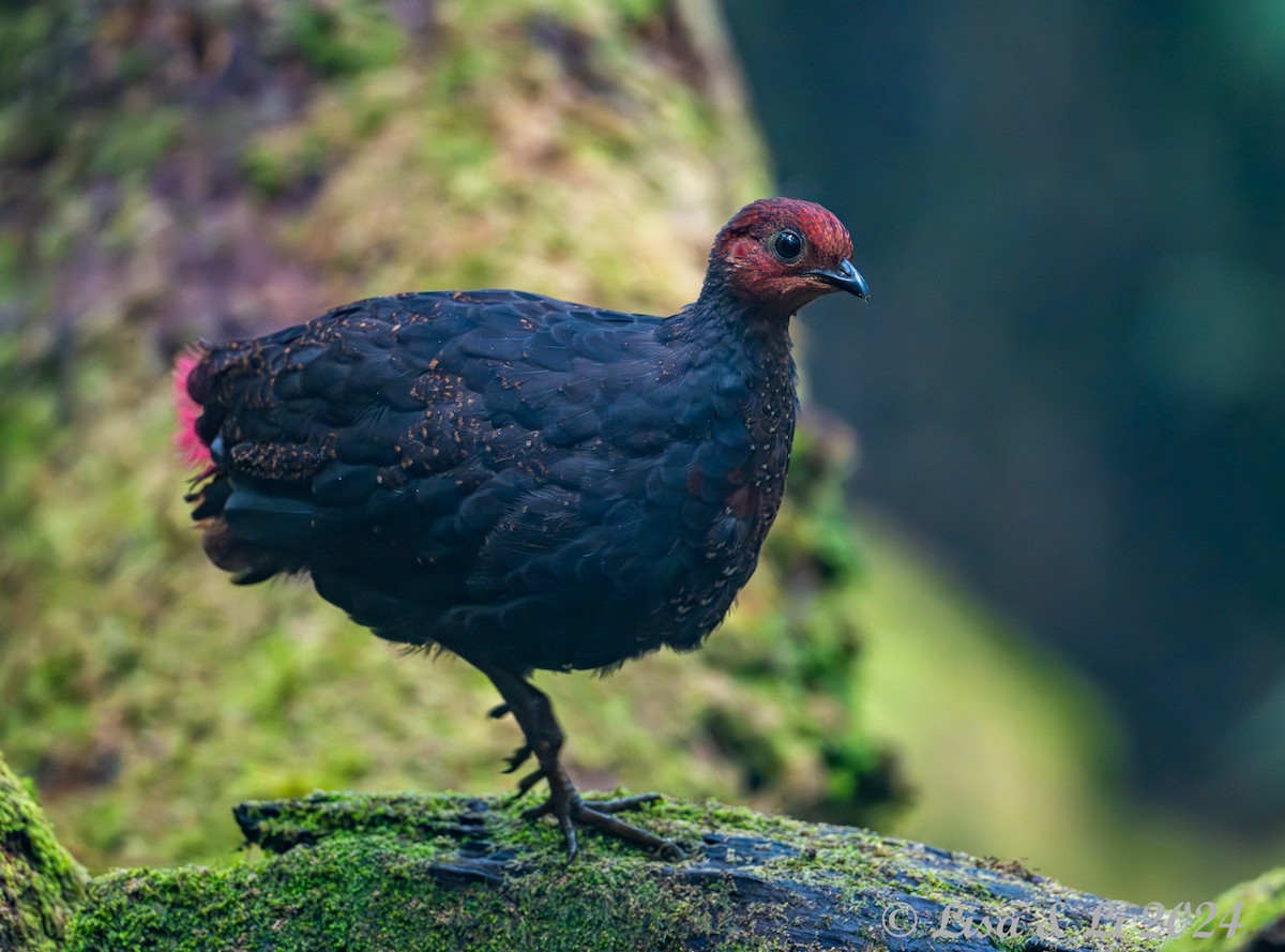 Crimson-headed Partridge - ML620571074