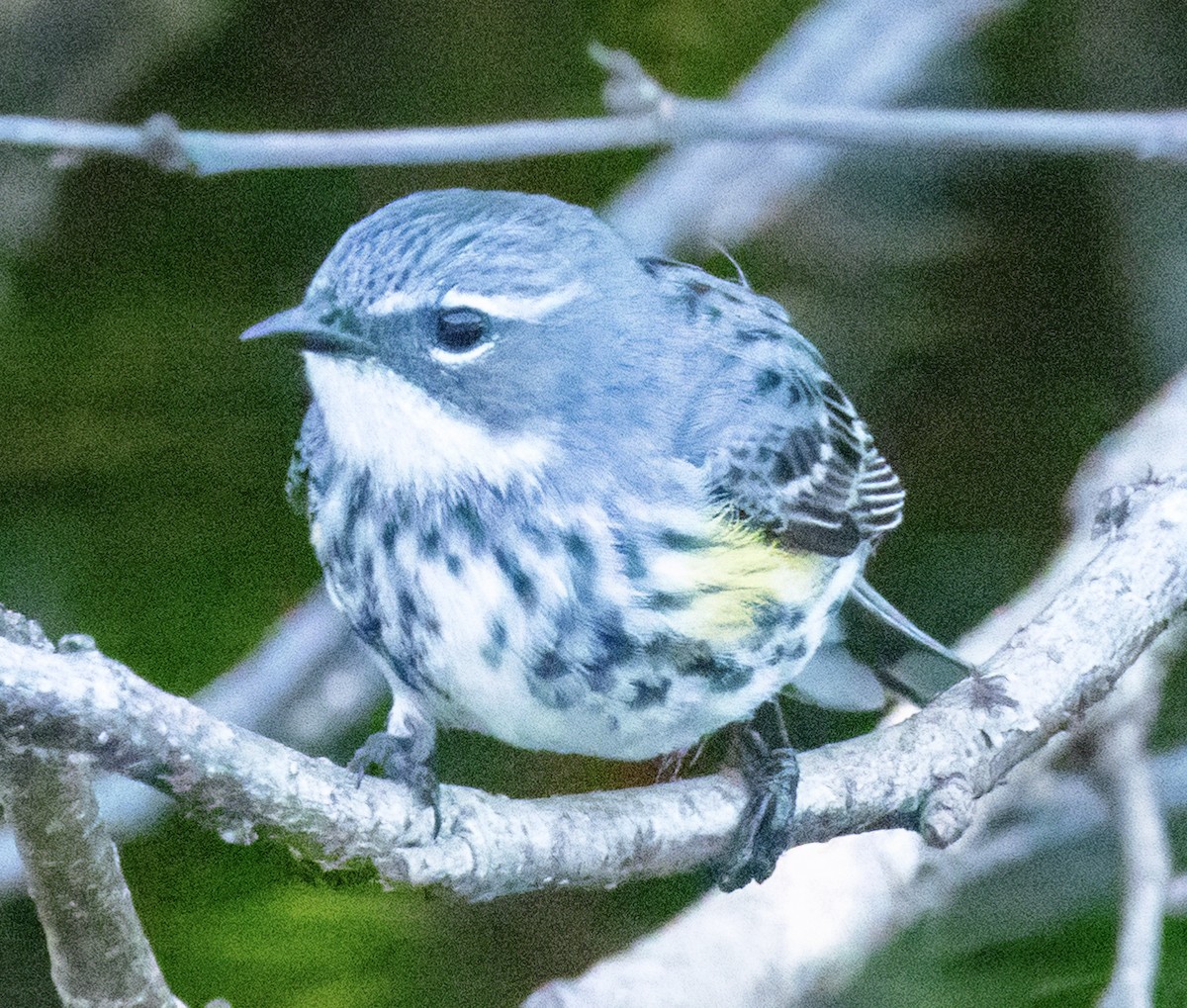 lesňáček žlutoskvrnný (ssp. coronata) - ML620571080