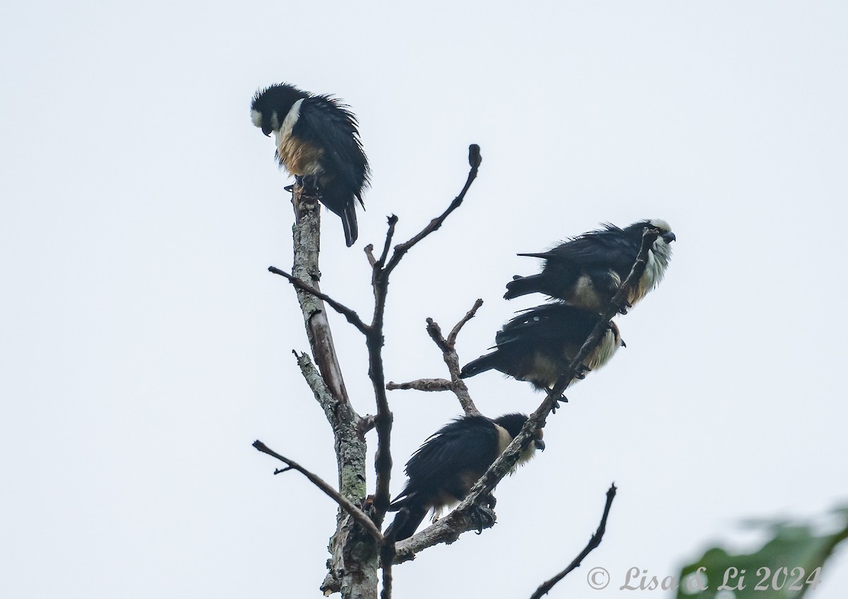 White-fronted Falconet - ML620571089