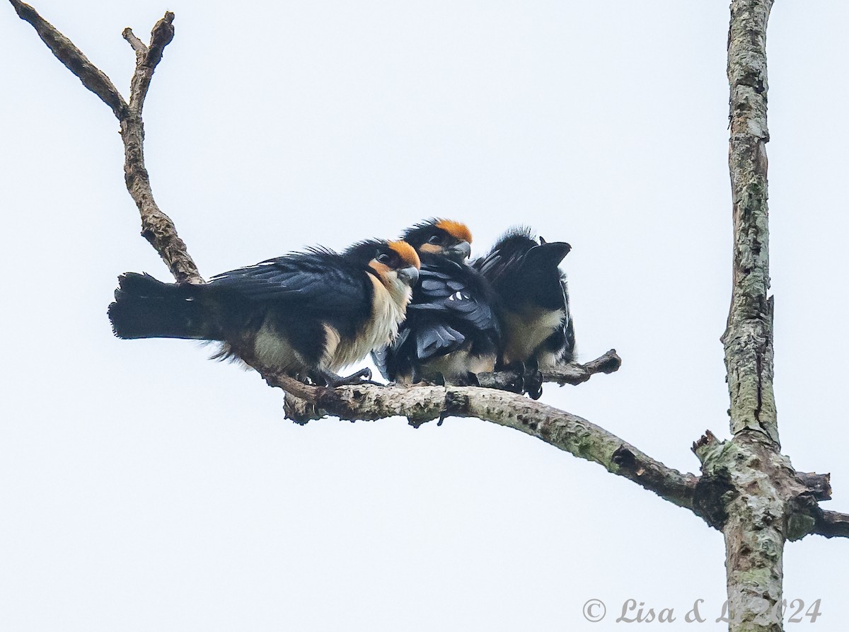 White-fronted Falconet - ML620571090