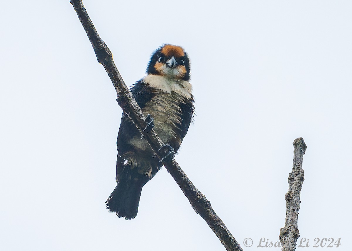 White-fronted Falconet - ML620571091