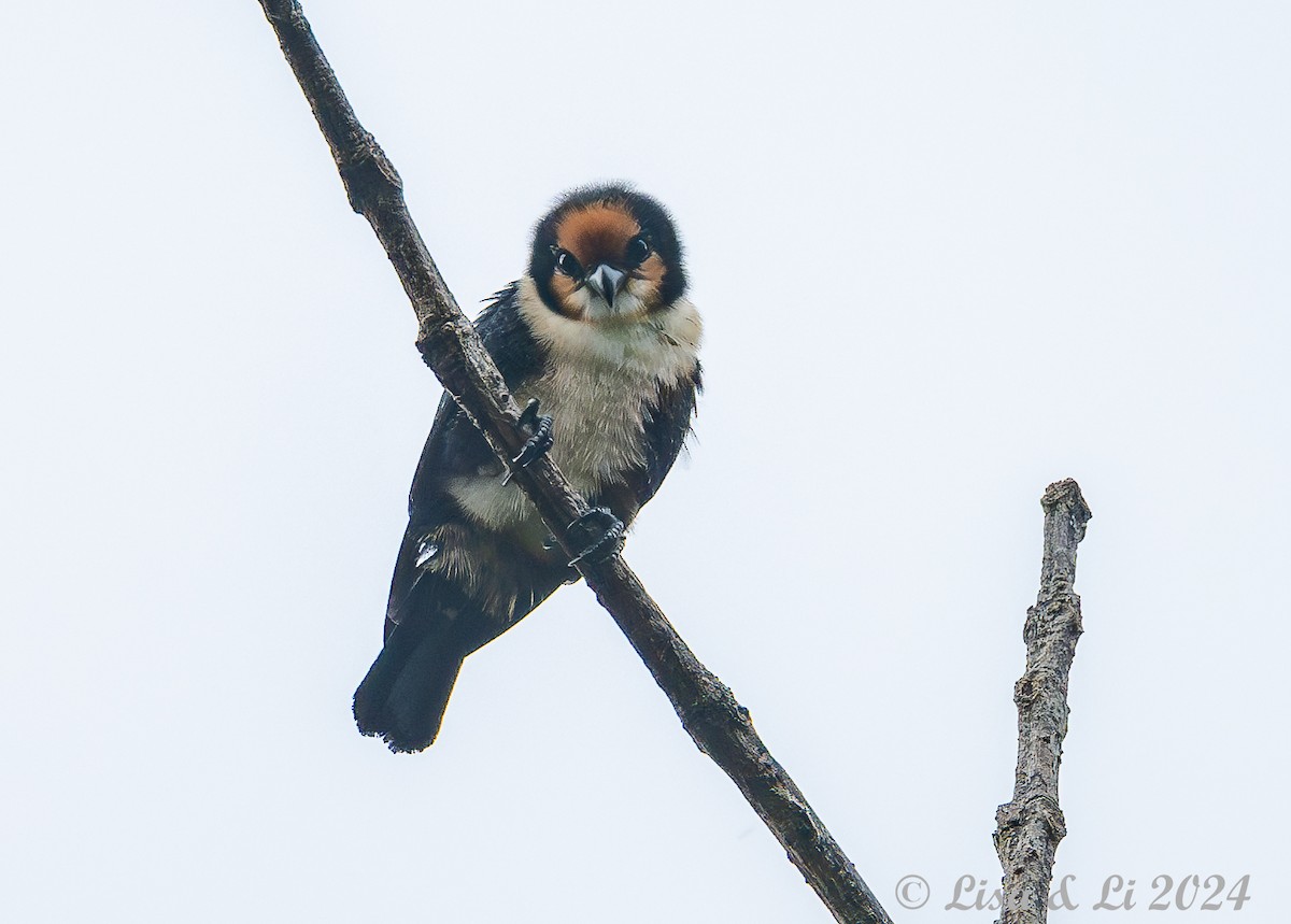 White-fronted Falconet - ML620571092