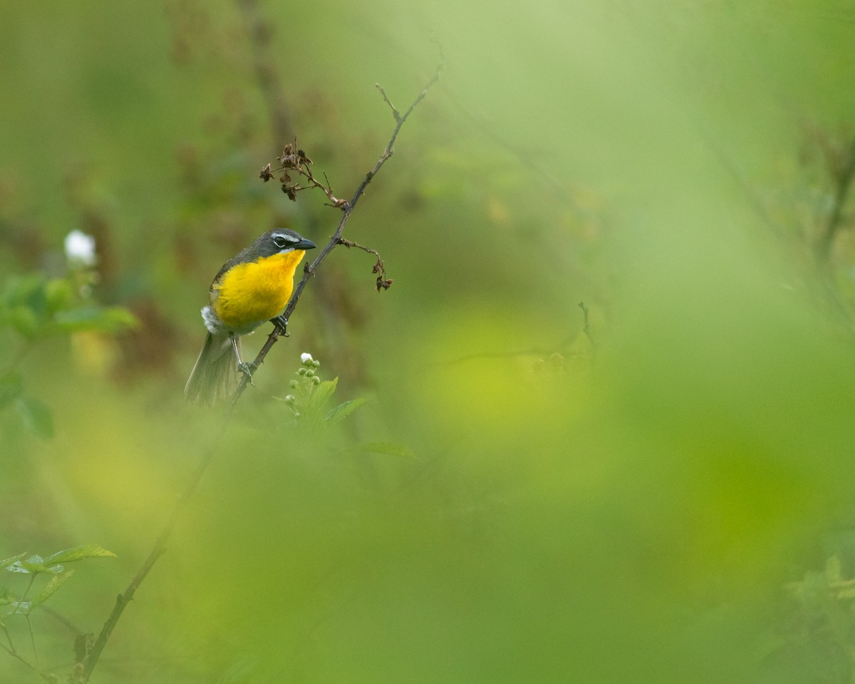 Yellow-breasted Chat (virens) - ML620571106