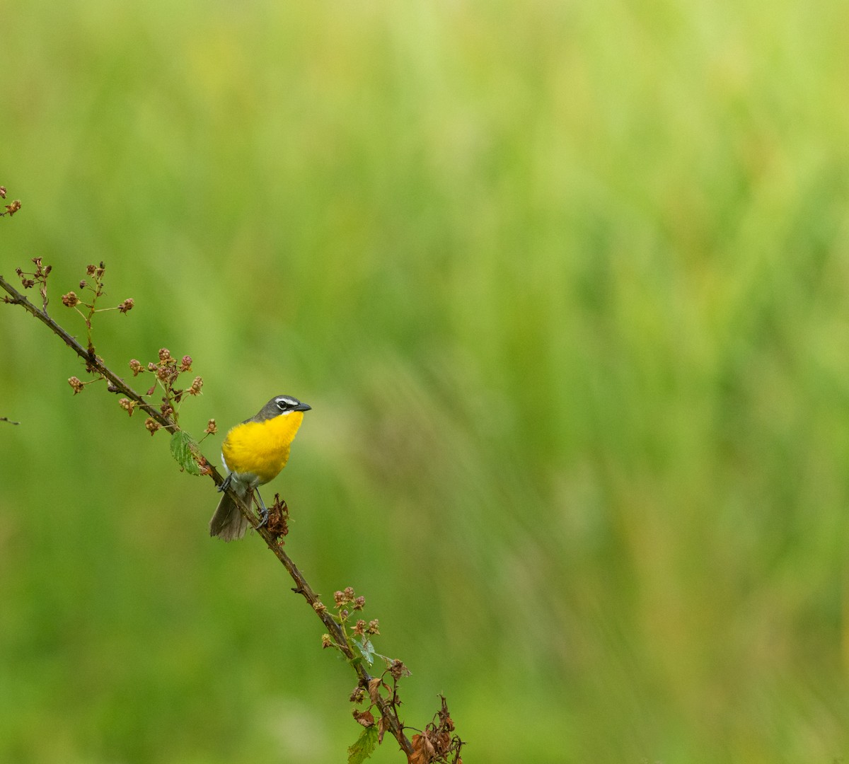 Yellow-breasted Chat (virens) - ML620571107