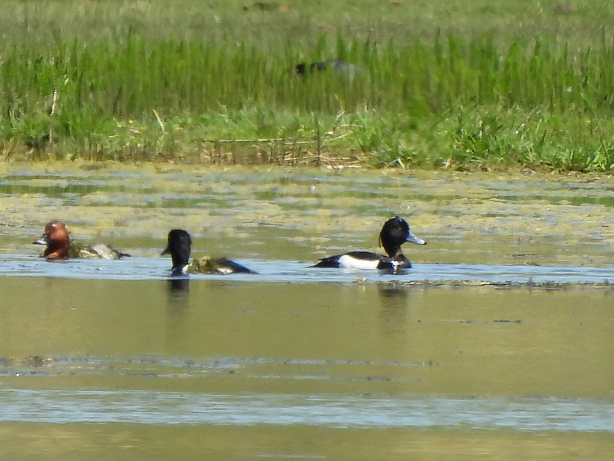 Tufted Duck - ML620571108
