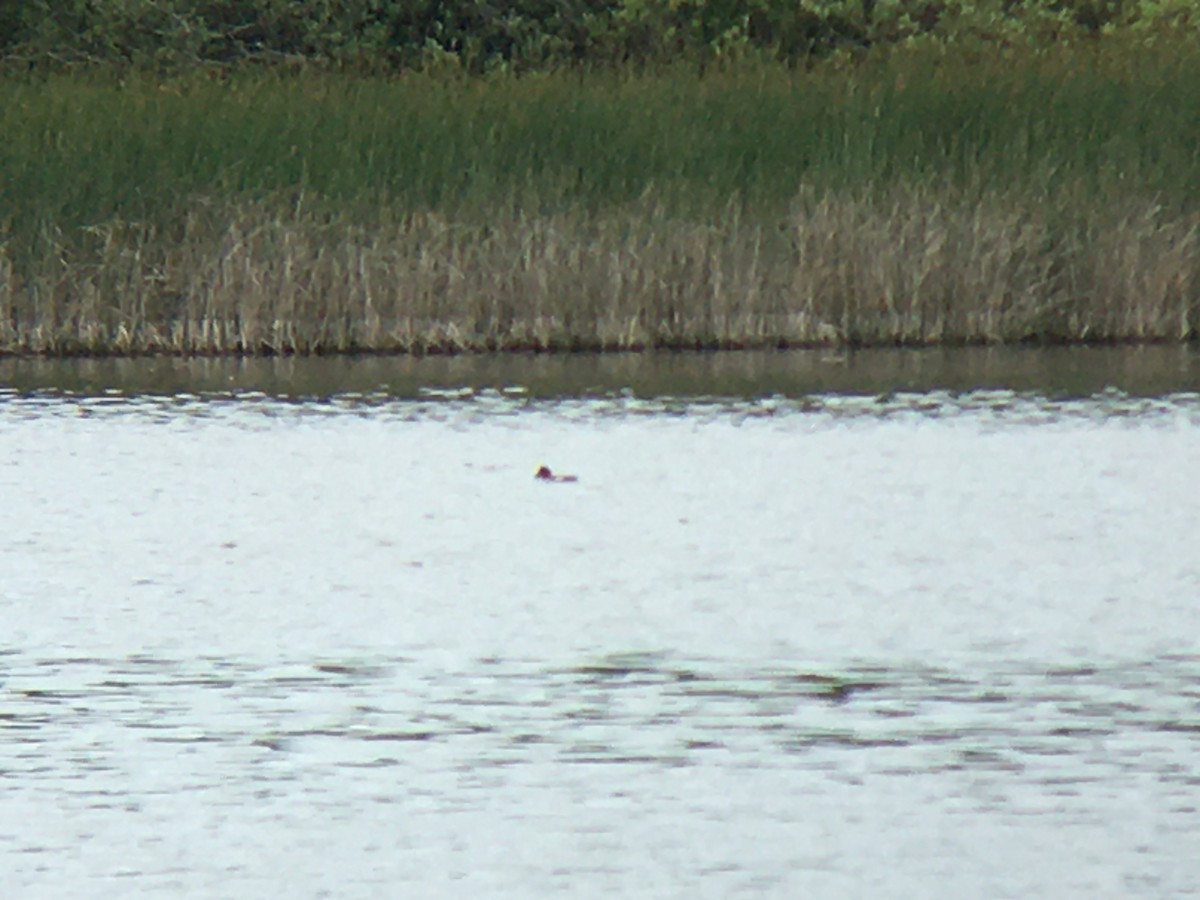 Common Goldeneye - ML620571119