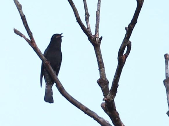 Square-tailed Drongo-Cuckoo - ML620571126