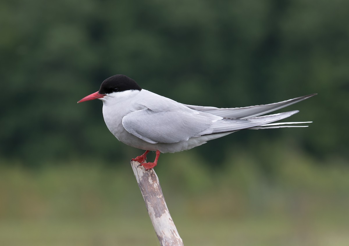 Arctic Tern - ML620571127