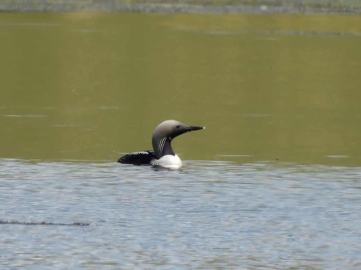 Arctic Loon - ML620571129