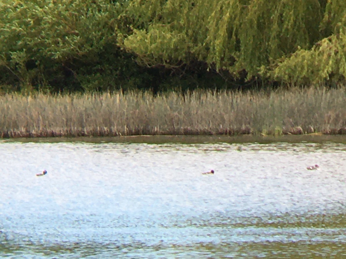 Common Goldeneye - ML620571135