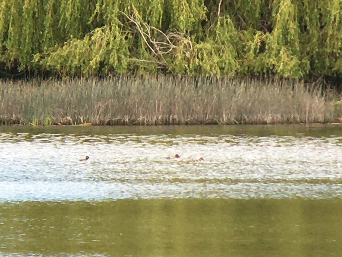 Common Goldeneye - ML620571137