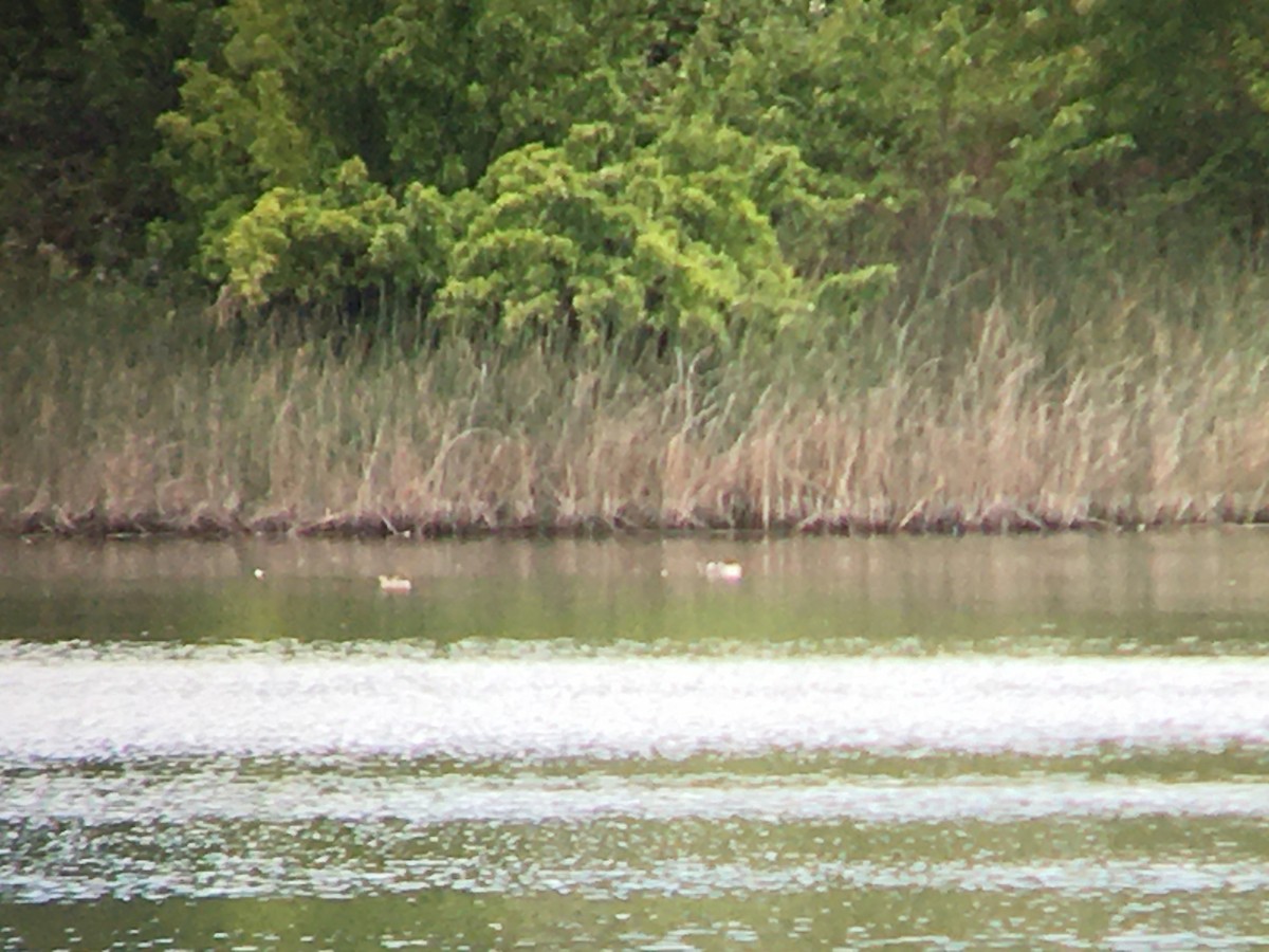 Common Goldeneye - ML620571138