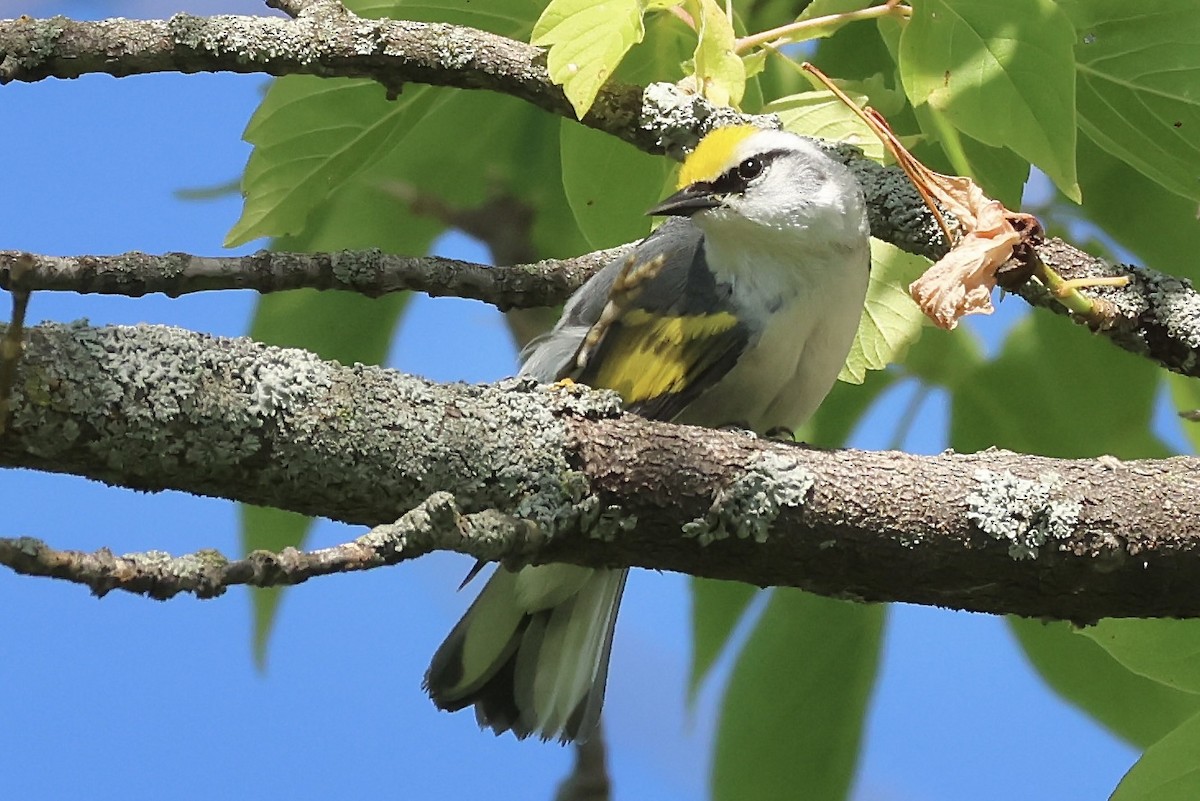 Brewster's Warbler (hybrid) - ML620571166