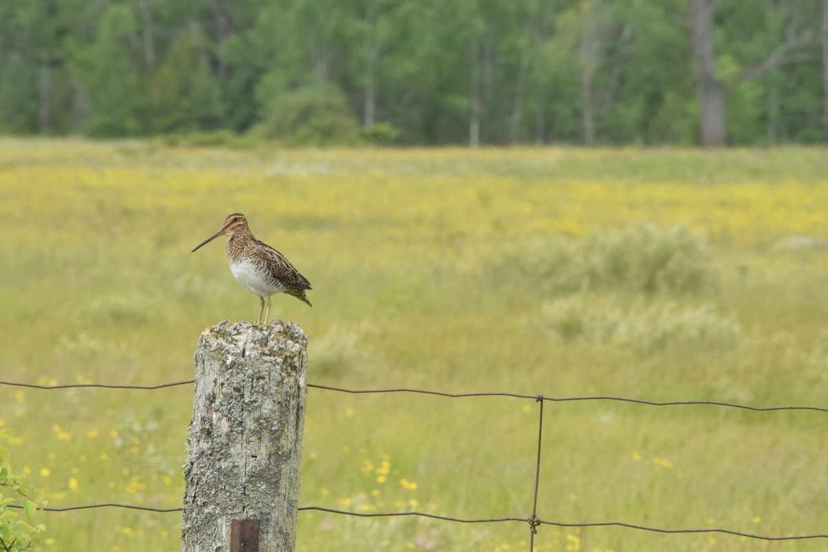 Wilson's Snipe - ML620571190