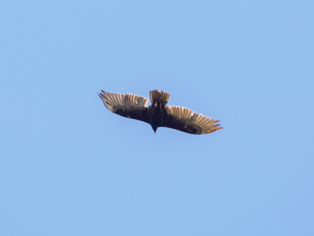 Turkey Vulture - ML620571196