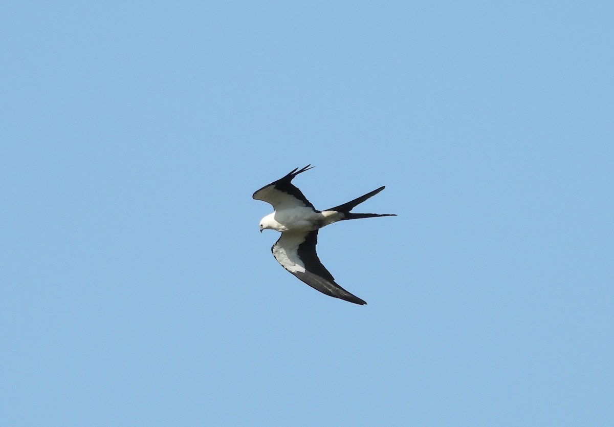 Swallow-tailed Kite - ML620571199