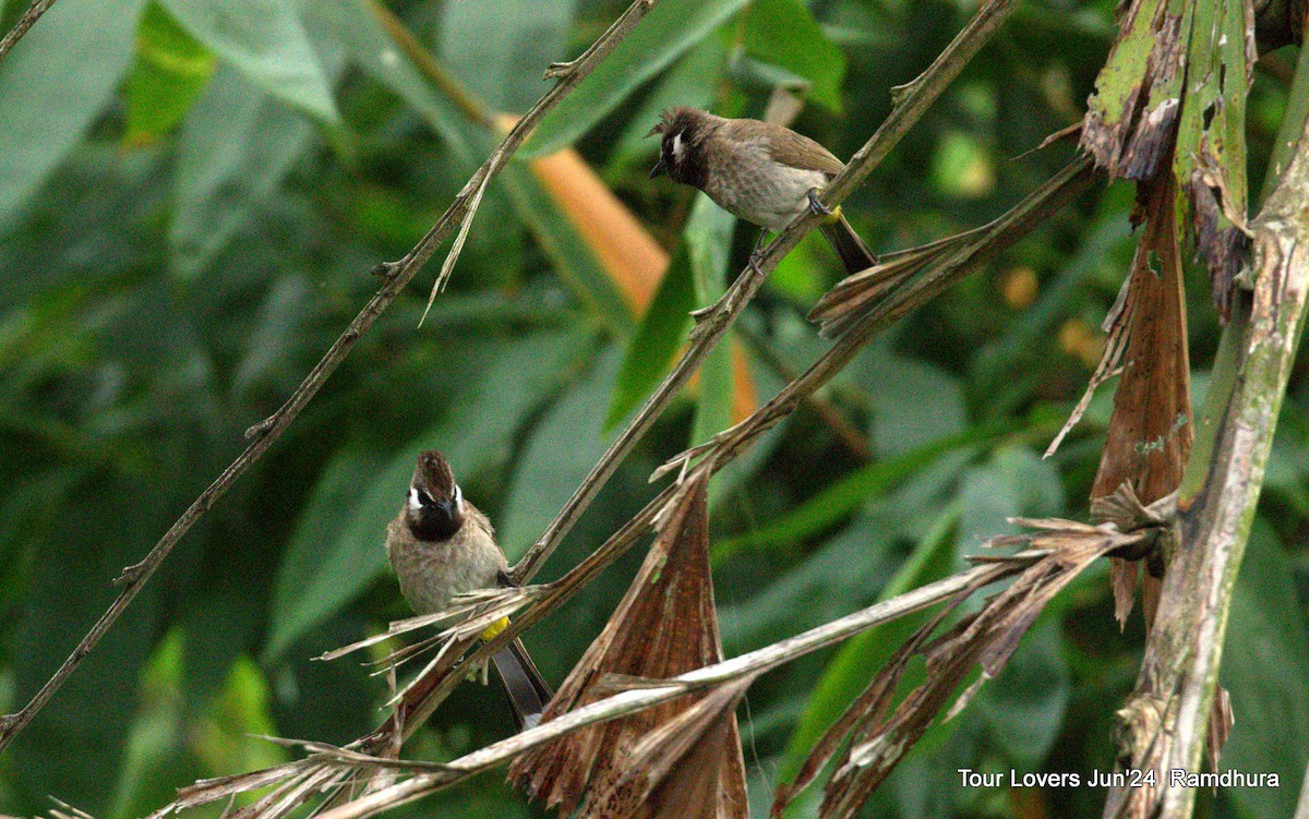 Bulbul à joues blanches - ML620571202