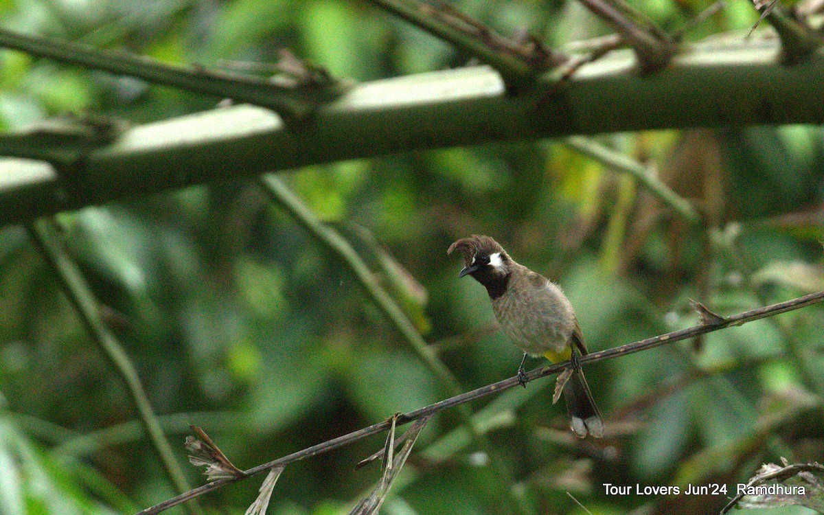 Bulbul à joues blanches - ML620571204