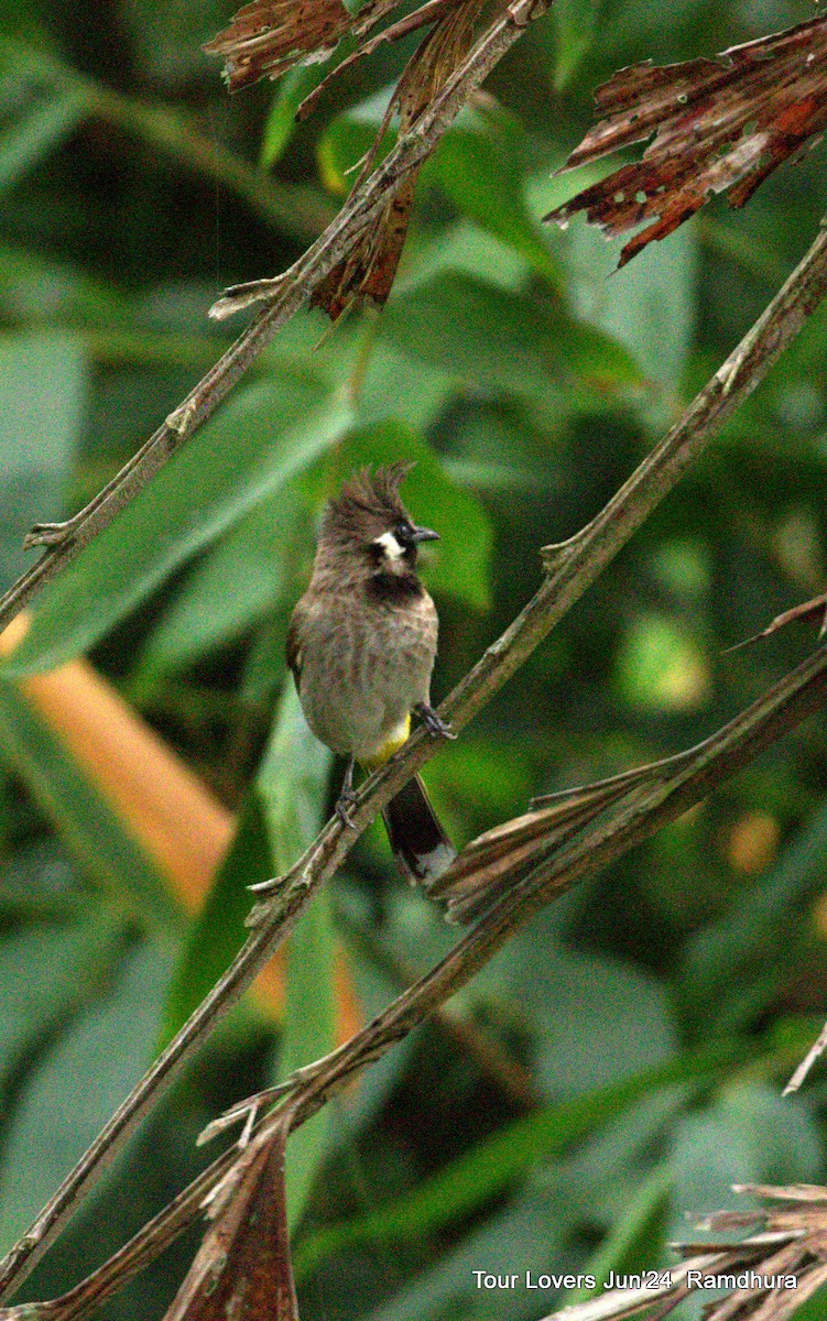 Bulbul à joues blanches - ML620571205