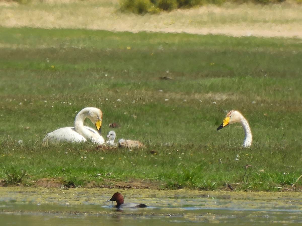 Whooper Swan - ML620571232