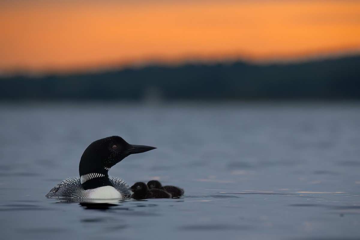 Common Loon - ML620571241