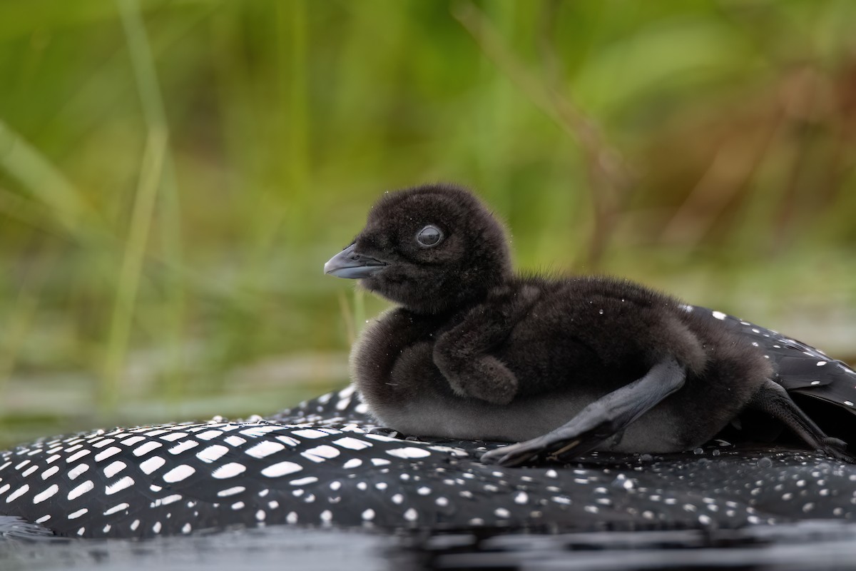Common Loon - ML620571242