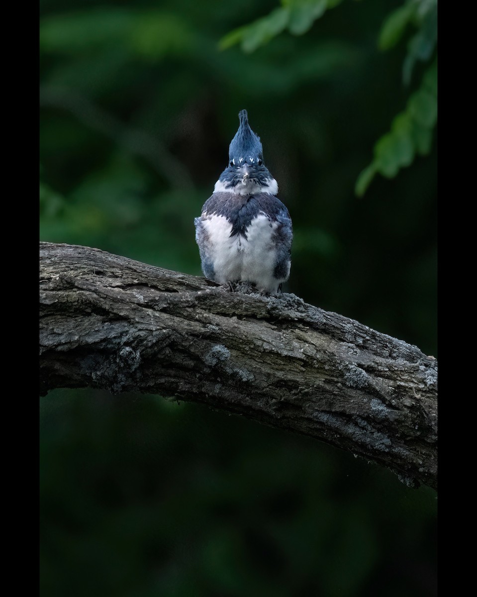 Belted Kingfisher - ML620571251