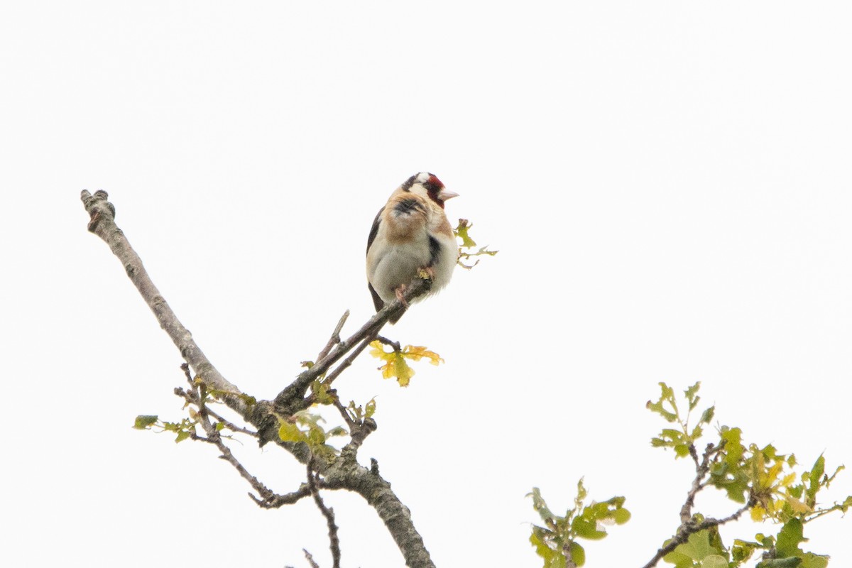 European Goldfinch - ML620571260