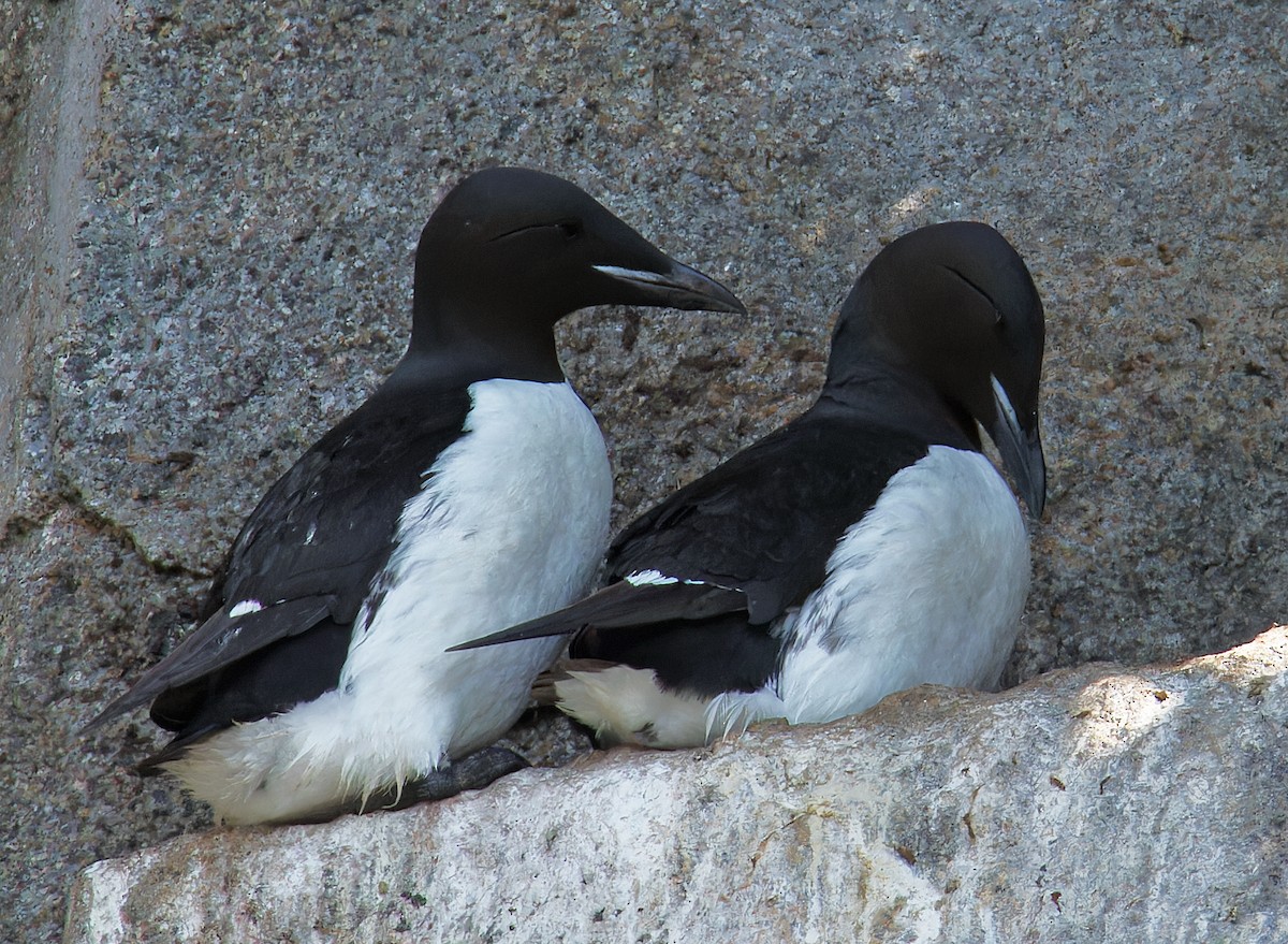 Thick-billed Murre - ML620571268