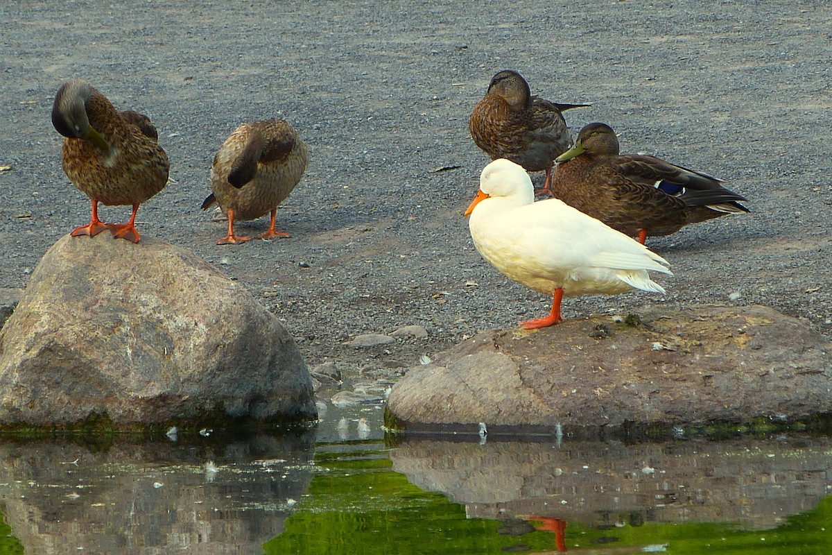 Canard colvert (forme domestique) - ML620571276