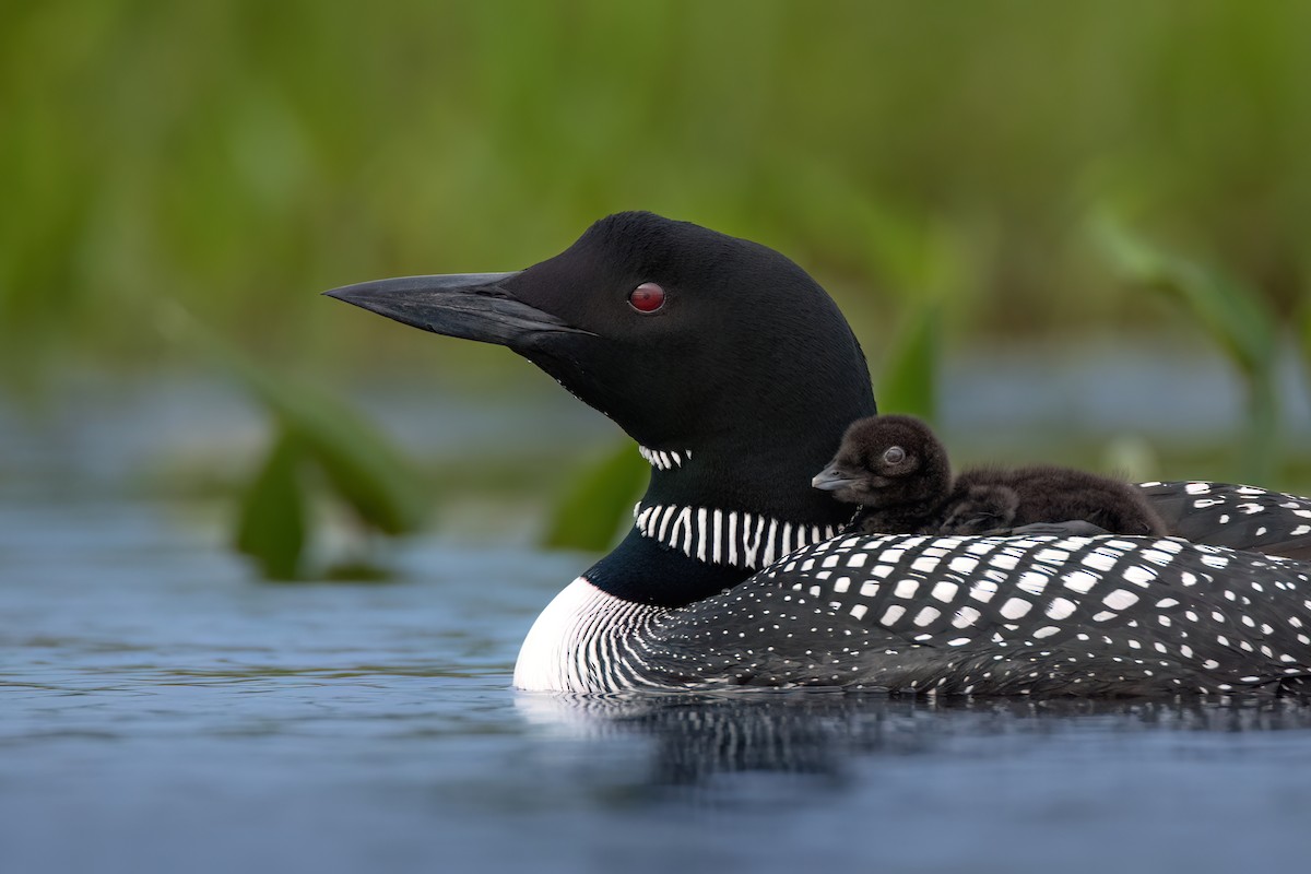 Common Loon - ML620571285