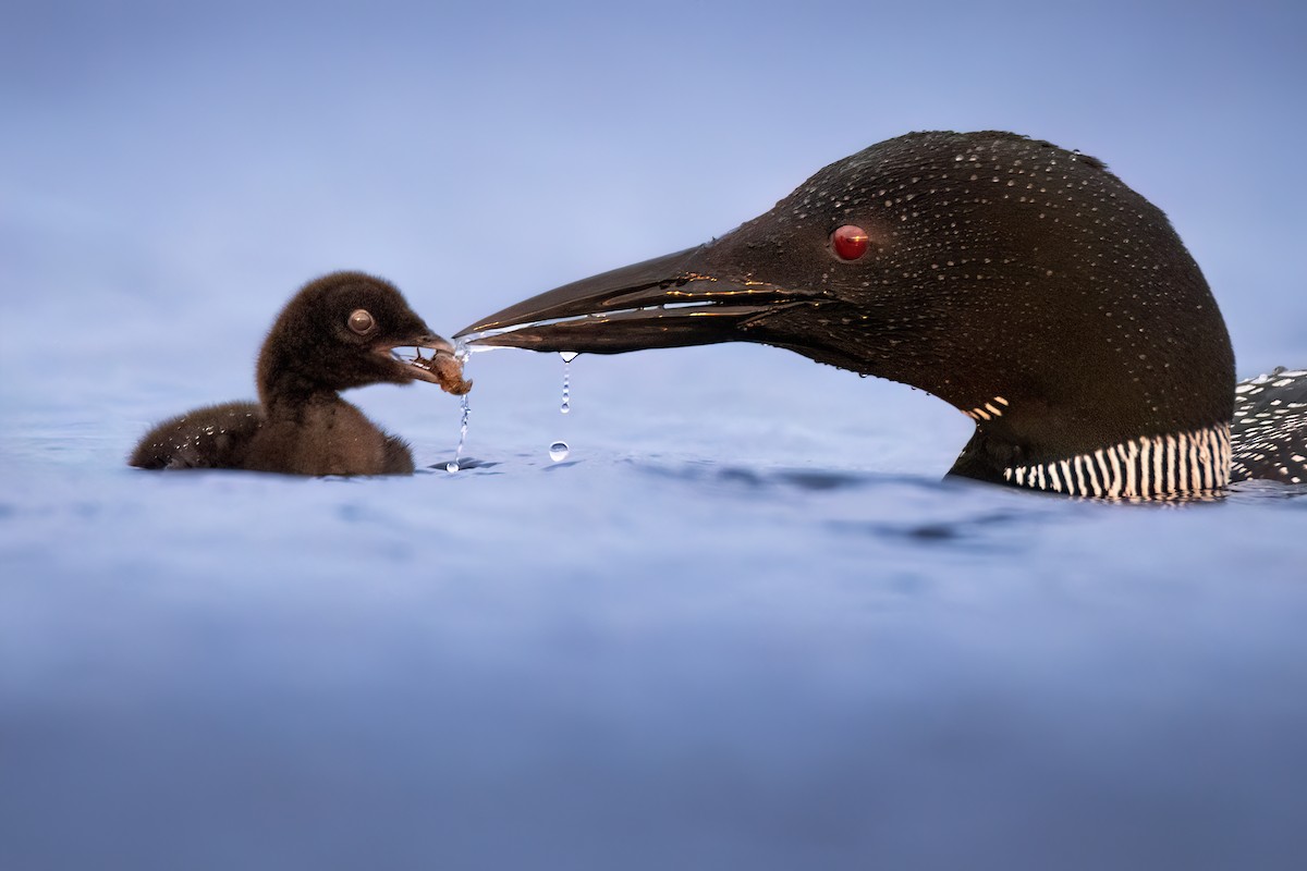 Common Loon - ML620571286