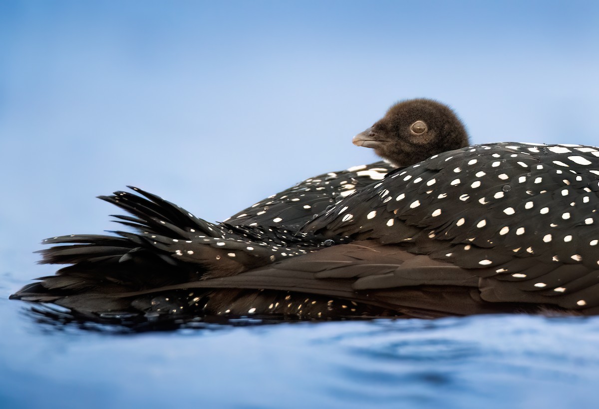 Common Loon - ML620571288