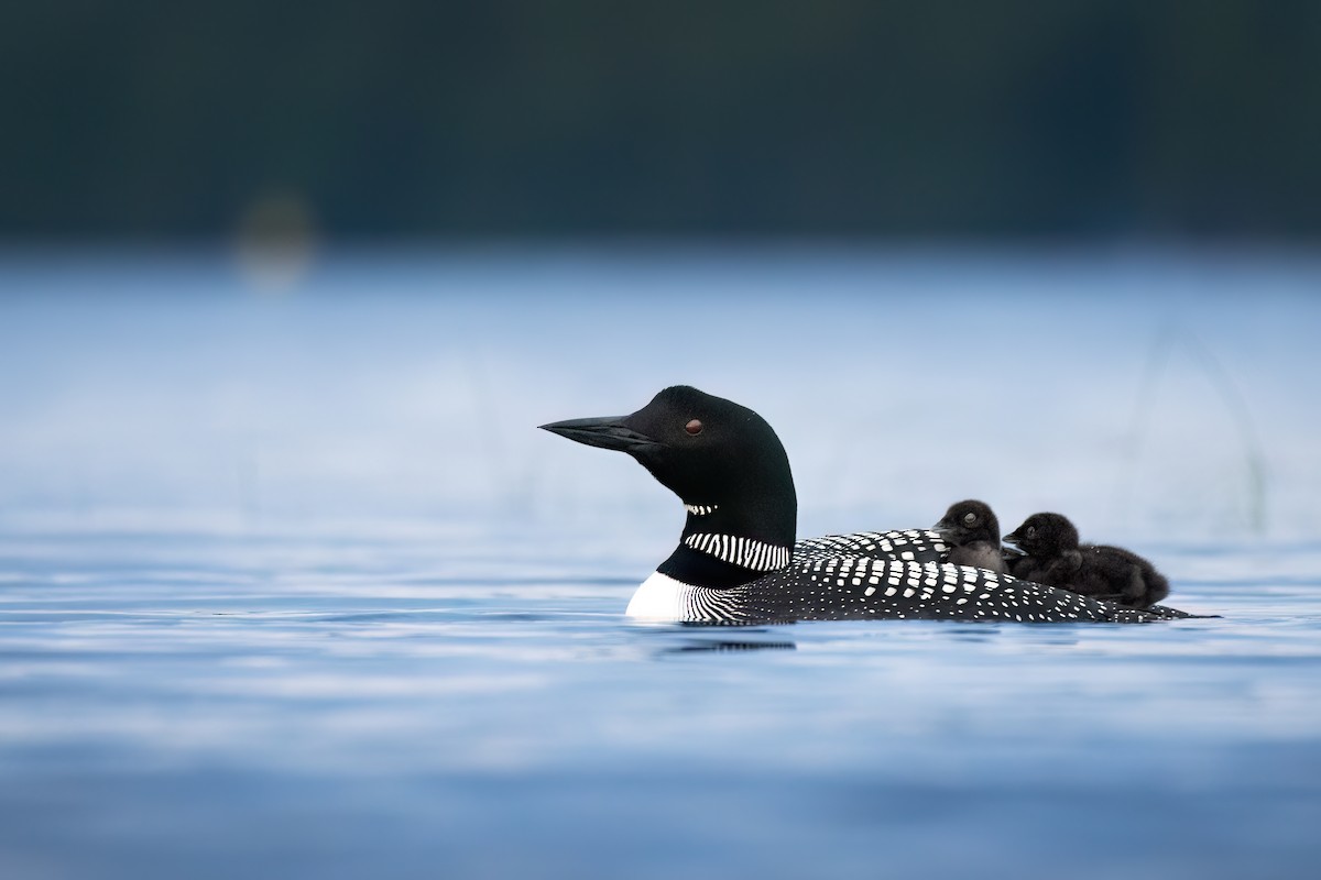 Common Loon - ML620571289
