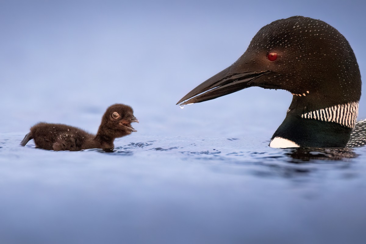 Common Loon - ML620571290