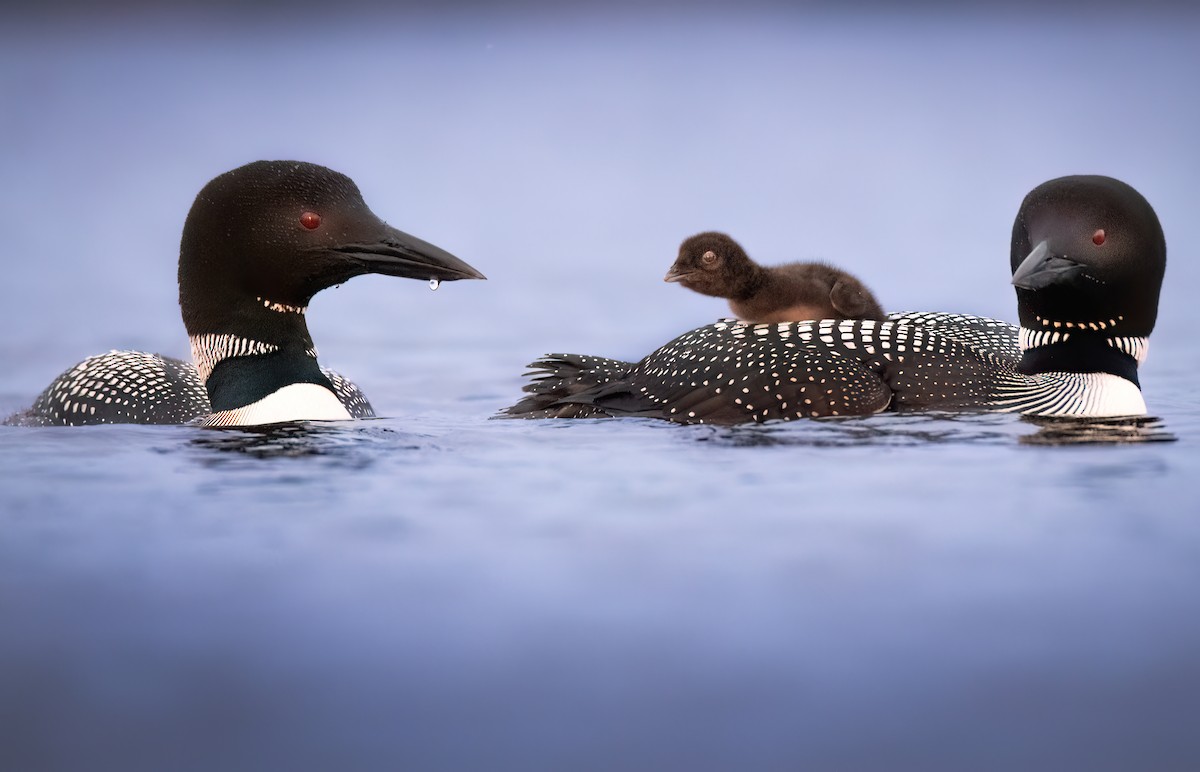 Common Loon - ML620571291