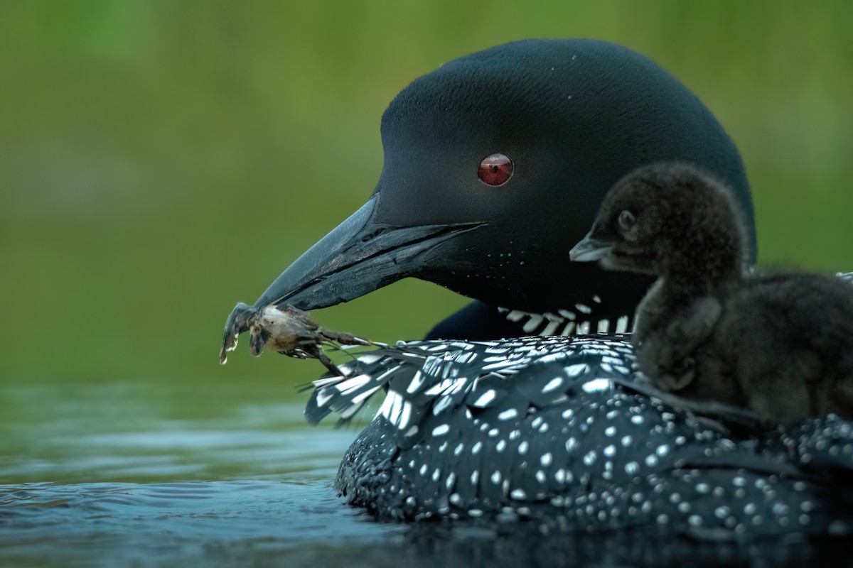 Common Loon - ML620571293