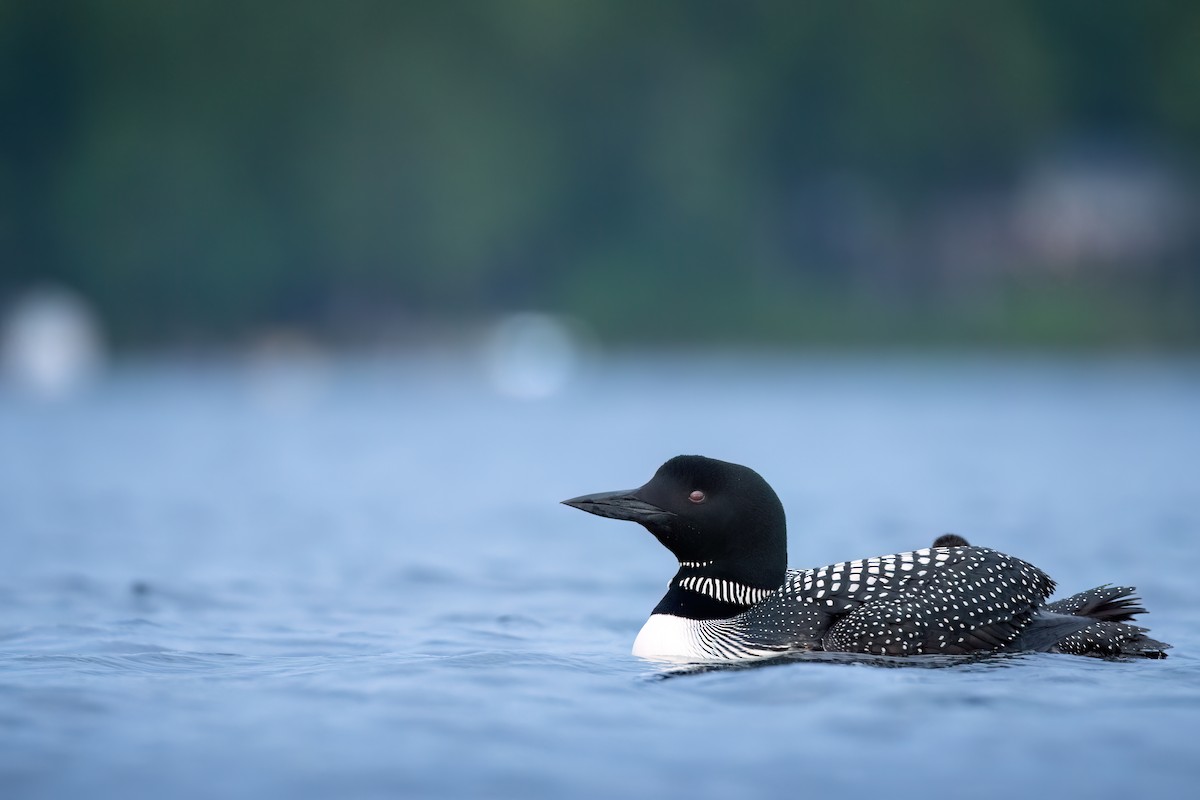 Common Loon - ML620571294