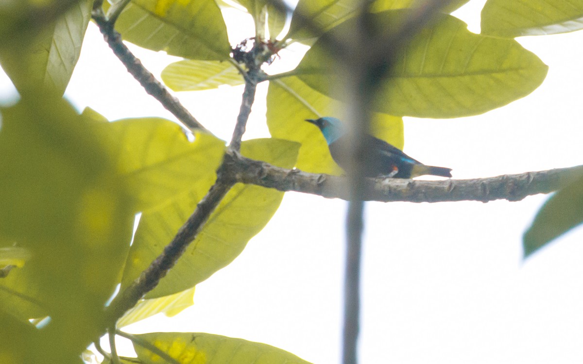 Scarlet-thighed Dacnis - ML620571310