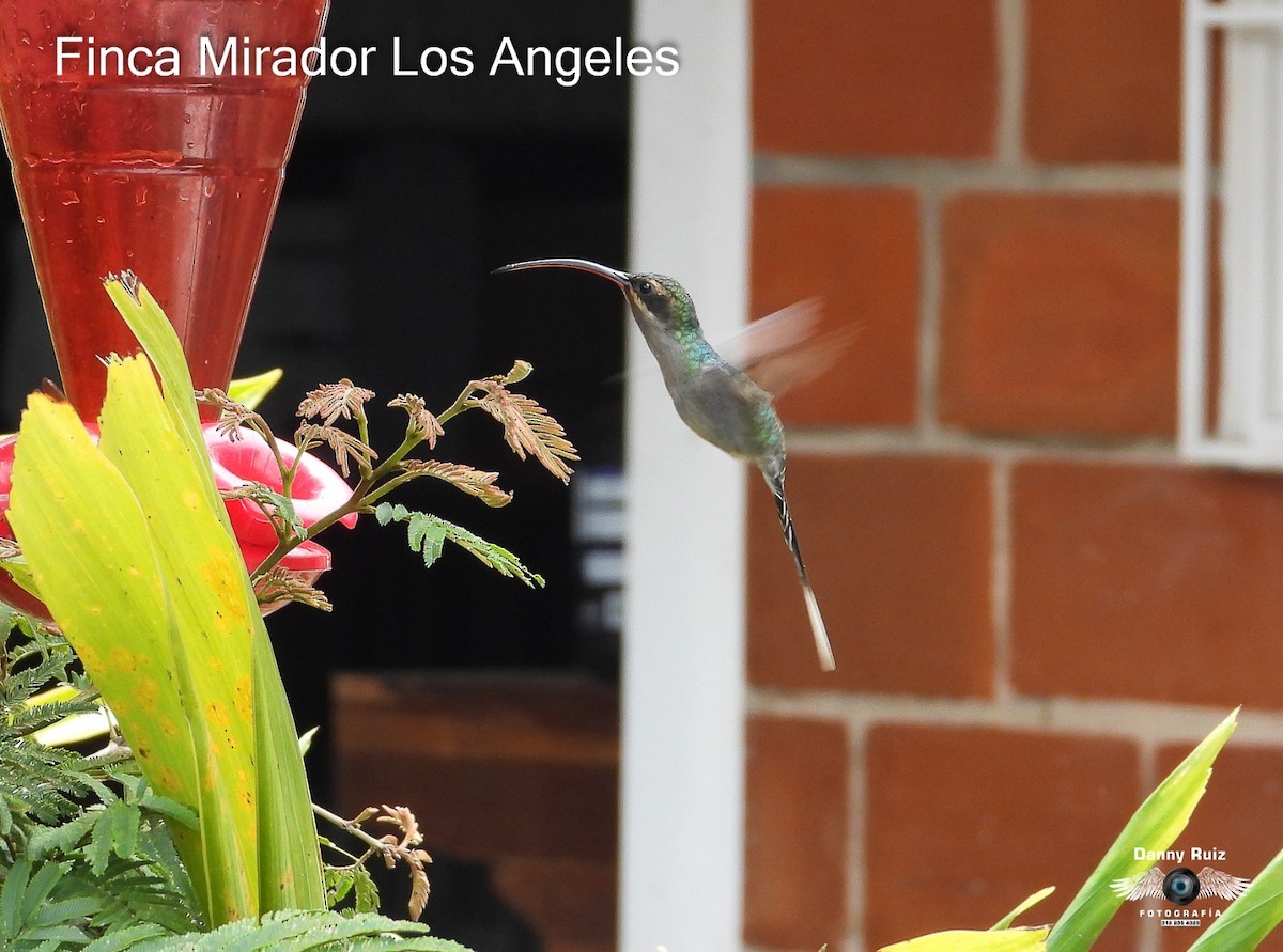 kolibřík šedobřichý - ML620571312